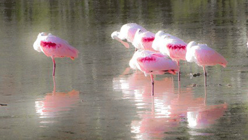 A group of pink birds standing in the water.
