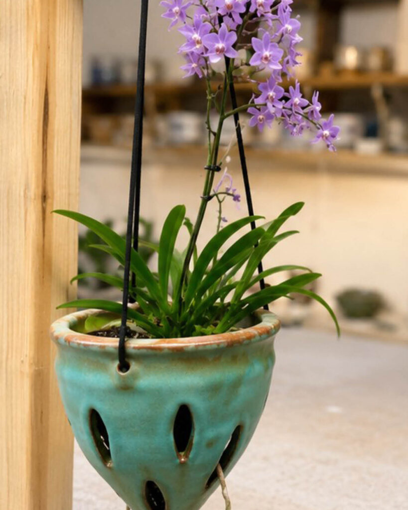 miranda, succulent planters